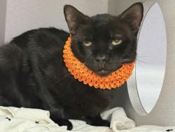 Shelter Stray Male Cat last seen Near Street, NEW YORK, NY, 10033, 326 E 110th St, New York, NY 10029, USA
