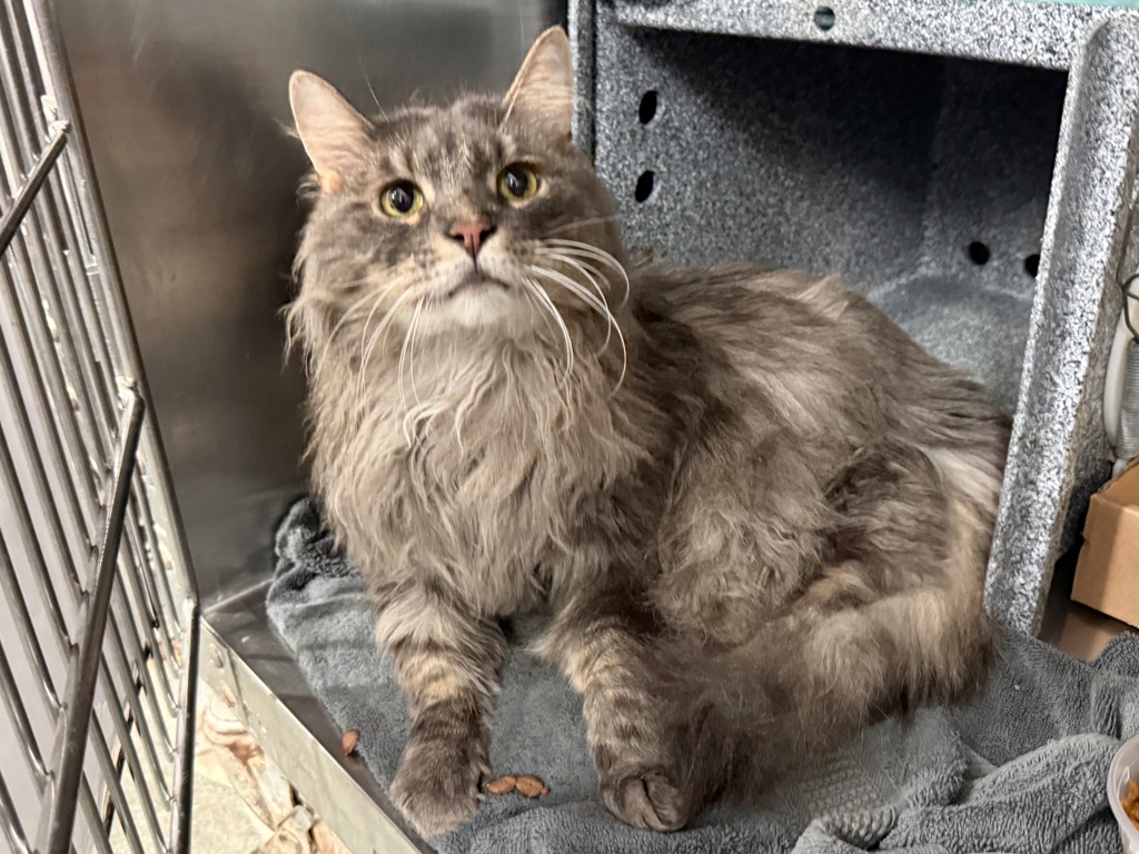 Shelter Stray Male Cat last seen Near Purdue Street, STATEN ISLAND, NY, 10314, 326 E 110th St, New York, NY 10029, USA