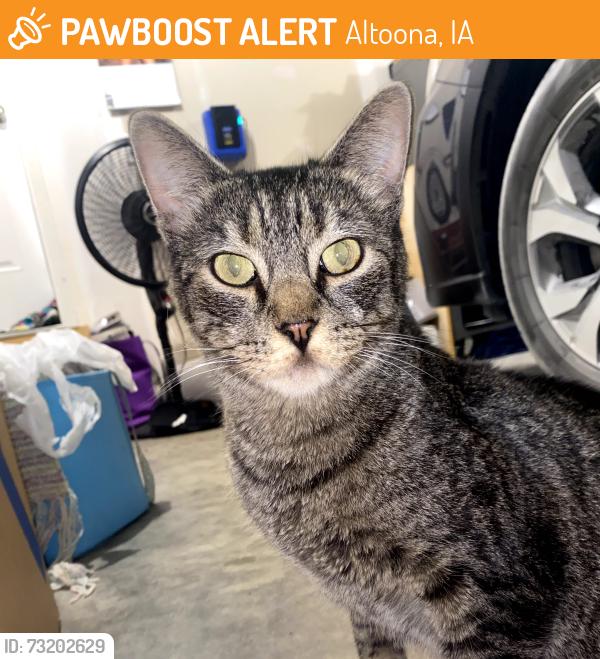 Found/Stray Female Cat last seen Northeast DSM on Hubbell, Altoona, IA 50009