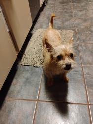 Found/Stray Female Dog last seen Dundalk @ Bonnie Sean, Memorial Chase, TX 77379