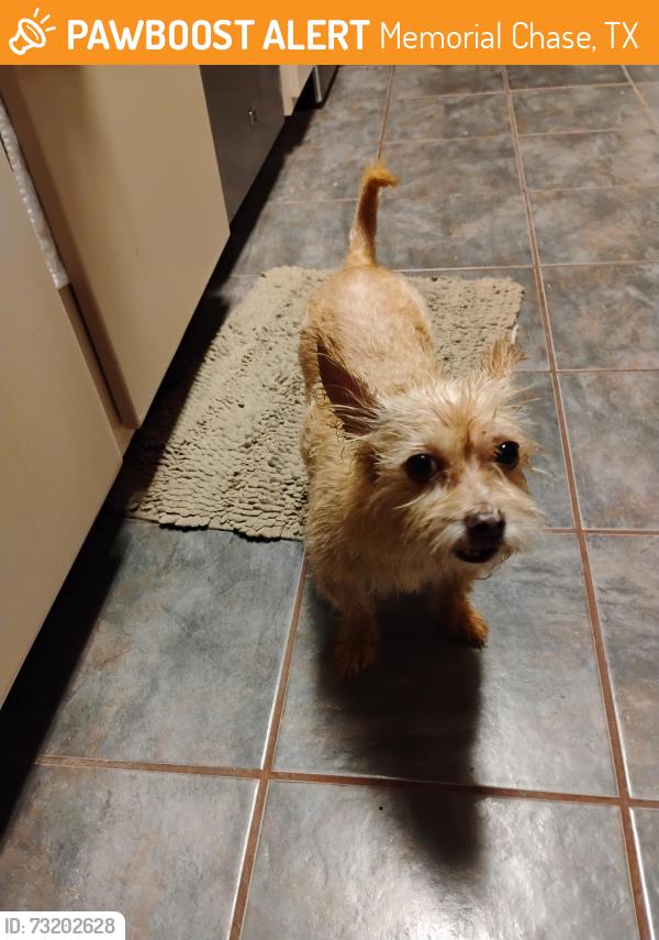 Found/Stray Female Dog last seen Dundalk @ Bonnie Sean, Memorial Chase, TX 77379