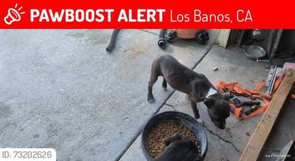Lost Female Dog last seen 8thh st, Los Banos, CA 93635