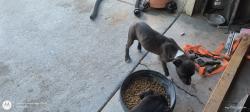 Lost Female Dog last seen 8thh st, Los Banos, CA 93635
