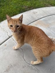 Reunited Unknown Cat last seen Date and Cedar, Vista, CA 92083