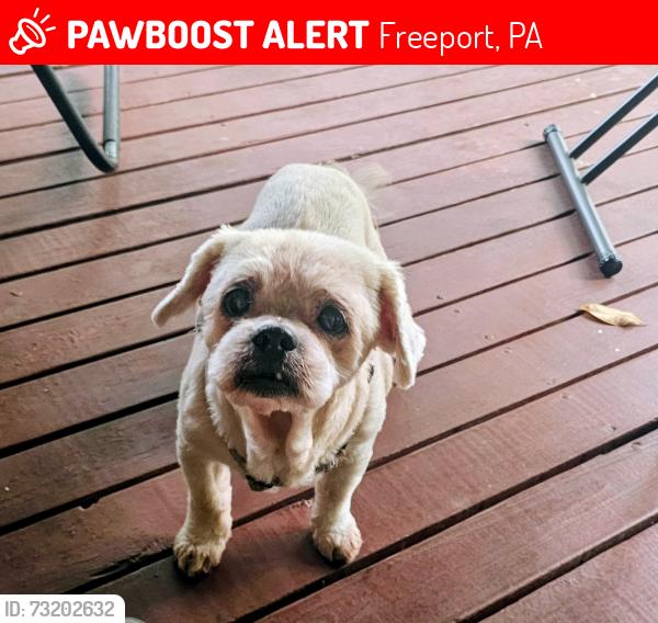 Lost Male Dog last seen Between BJ's country store and the South Buffalo Fire Hall, Freeport, PA 16229