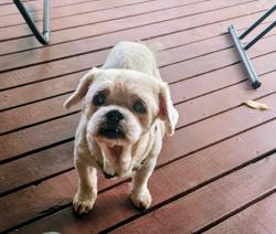 Lost Male Dog last seen Between BJ's country store and the South Buffalo Fire Hall, Freeport, PA 16229