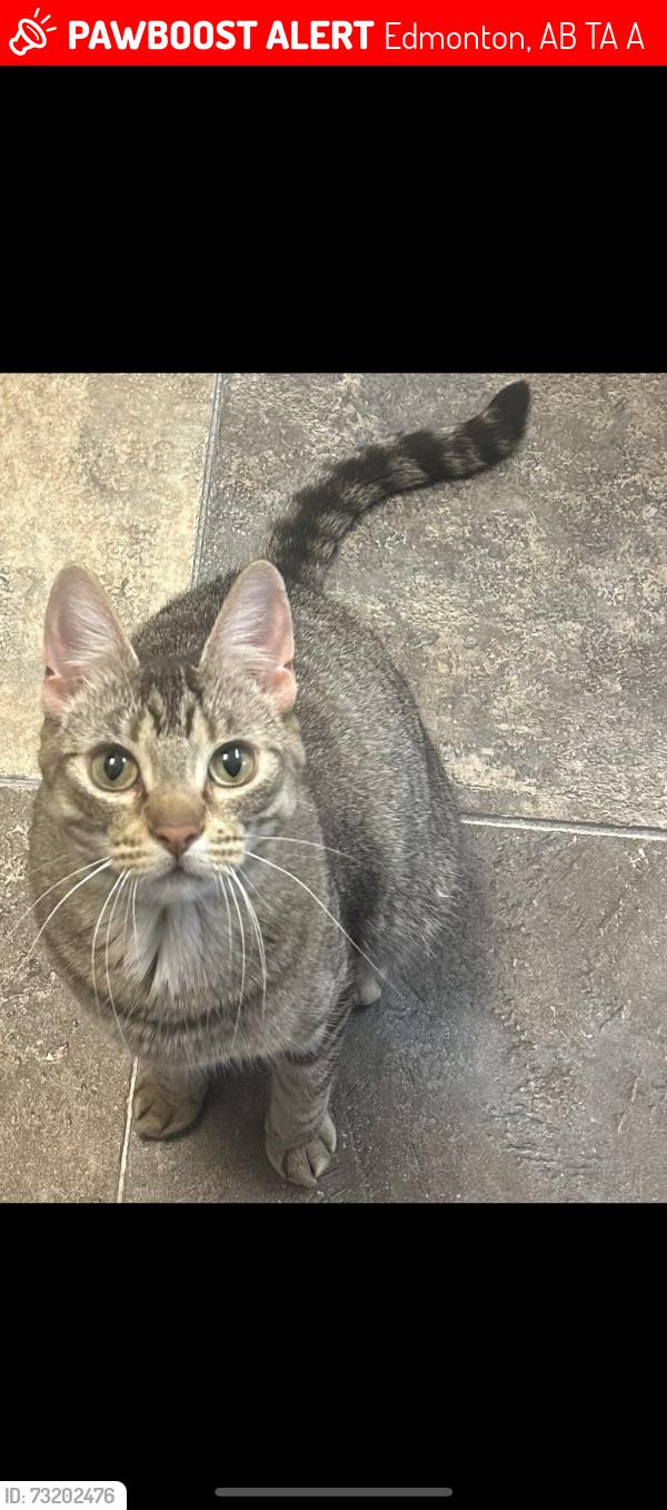 Lost Female Cat last seen Near street, Edmonton, AB T5A 4A1