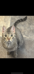 Lost Female Cat last seen Near street, Edmonton, AB T5A 4A1