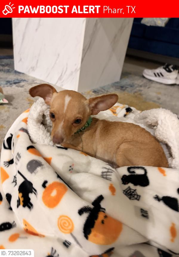 Lost Male Dog last seen San Diego Crossing Apt, Pharr, TX 78577