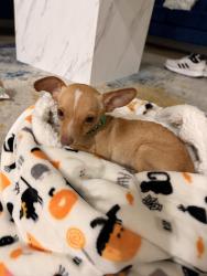 Lost Male Dog last seen San Diego Crossing Apt, Pharr, TX 78577