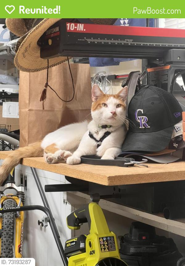 Reunited Male Cat last seen Farmers Highline Canal Trail, Arvada, CO 80005