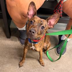 Shelter Stray Female Dog last seen , 3607 N Armenia Ave, Tampa, FL 33607, USA