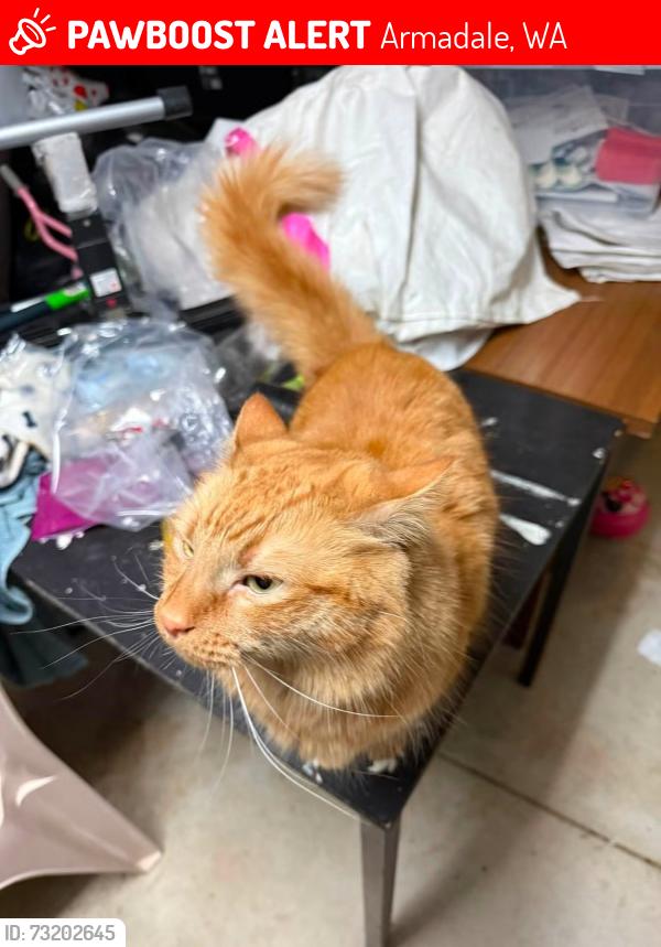 Lost Male Cat last seen Near dale road and fifth rd, Armadale, WA 6112