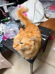 Lost Male Cat last seen Near dale road and fifth rd, Armadale, WA 6112