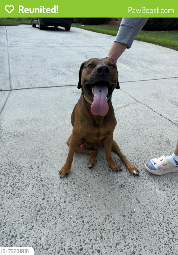 Reunited Male Dog last seen Emerald Lake, Stallings, NC 28104