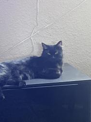 Reunited Female Cat last seen Sheridan and 1st ave, Lakewood, CO 80226
