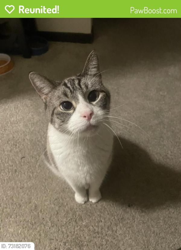 Reunited Male Cat last seen Suder Ave & Benore Rd, Toledo, OH 43611