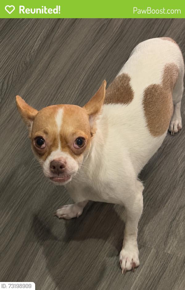 Reunited Female Dog last seen Near Irving Ave Brooklyn, NY 11237 United State, Brooklyn, NY 11237