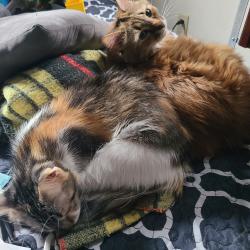 Reunited Female Cat last seen Webster Street, Pawtucket, RI 02861