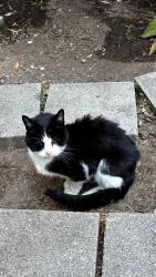 Reunited Unknown Cat last seen Stonehedge Drive and Summerfield Rd., Santa Rosa, CA 95405