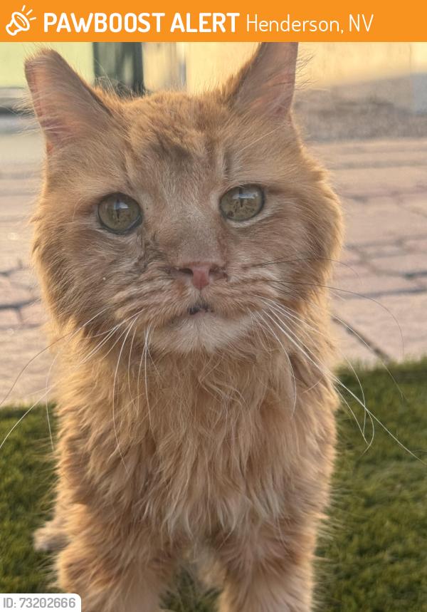 Found/Stray Female Cat last seen Cowabunga Bay waterpark, Henderson, NV 89011
