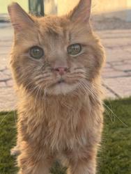 Found/Stray Female Cat last seen Cowabunga Bay waterpark, Henderson, NV 89011