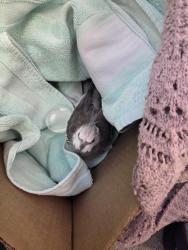 Found/Stray Unknown Bird last seen Near S Mingo, Tulsa, Ok, Tulsa, OK 74146