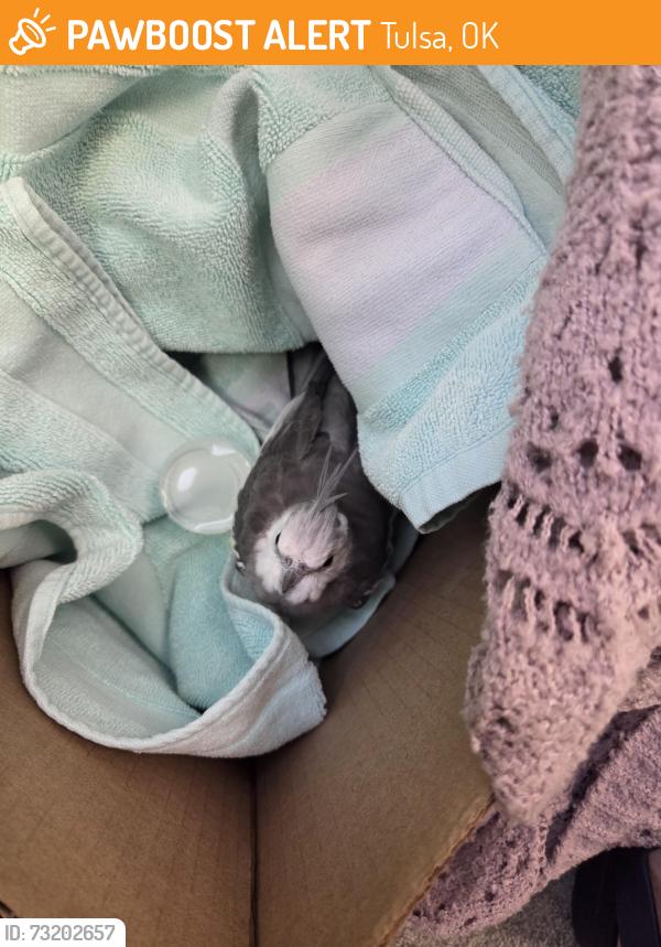 Found/Stray Unknown Bird last seen Near S Mingo, Tulsa, Ok, Tulsa, OK 74146