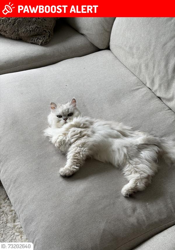 Lost Male Cat last seen rue Repos et chemin Sainte marguerite, Sainte-Marguerite-du-Lac-Masson, QC J0T 1L0
