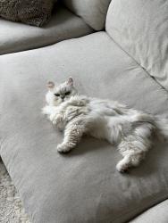 Lost Male Cat last seen rue Repos et chemin Sainte marguerite, Sainte-Marguerite-du-Lac-Masson, QC J0T 1L0