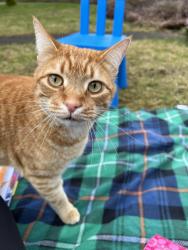 Lost Male Cat last seen Bohna Park Rd, Damascus, OR 97089