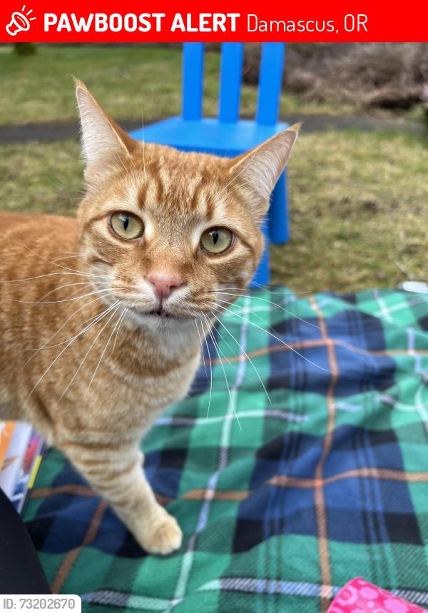 Lost Male Cat last seen Bohna Park Rd, Damascus, OR 97089