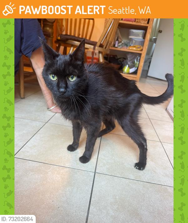 Found/Stray Male Cat last seen Golf course, Seattle, WA 98115