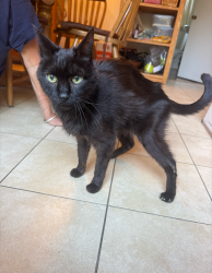 Found/Stray Male Cat last seen Golf course, Seattle, WA 98115