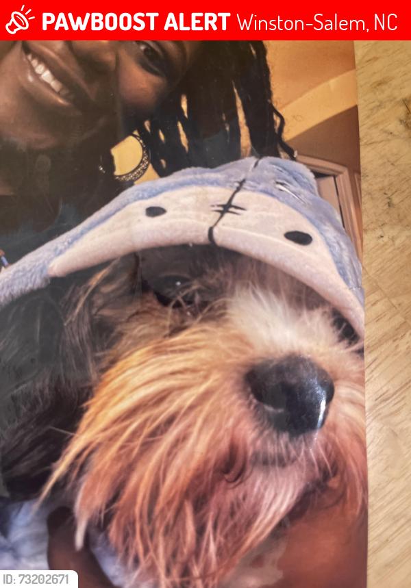 Lost Female Dog last seen Buchanan, Winston-Salem, NC 27127