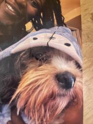 Lost Female Dog last seen Buchanan, Winston-Salem, NC 27127