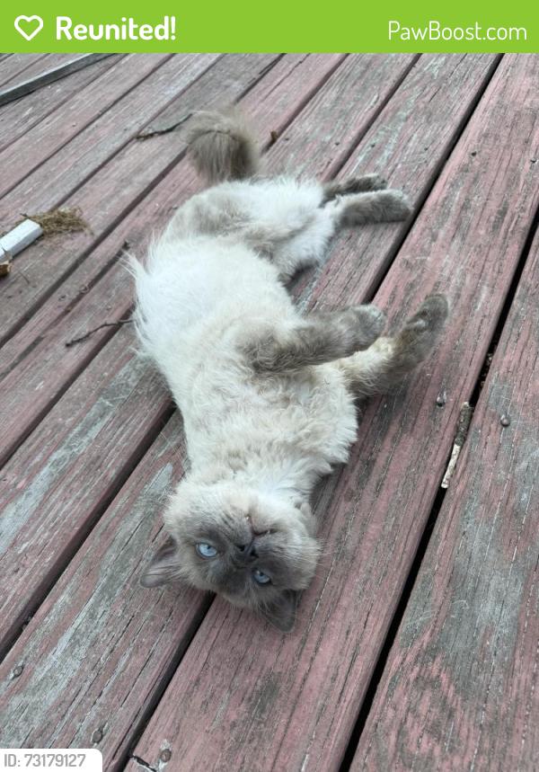 Reunited Male Cat last seen Home, Dartmouth, MA 02747