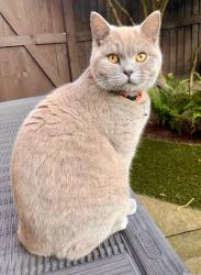 Lost Male Cat last seen Billinge, Billinge, England WN5 7GB
