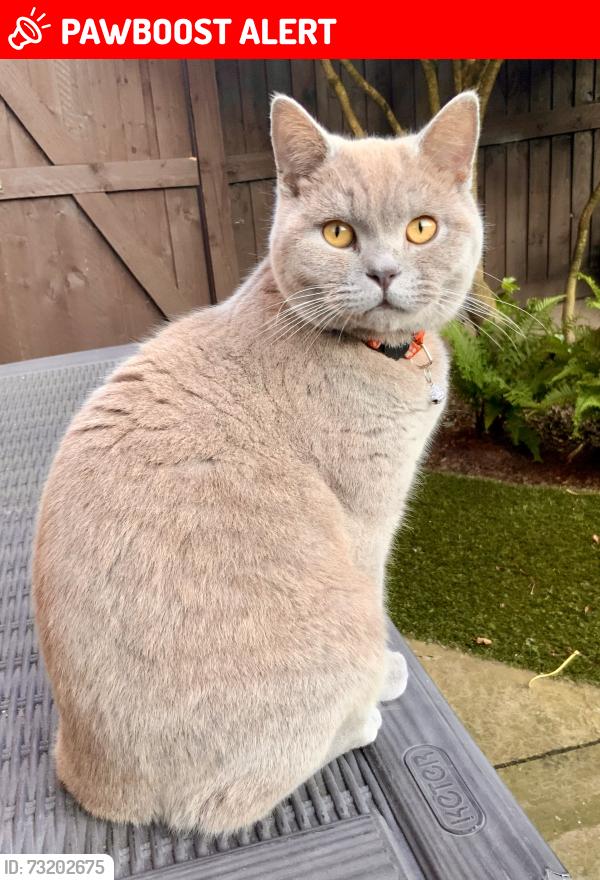 Lost Male Cat last seen Billinge, Billinge, England WN5 7GB