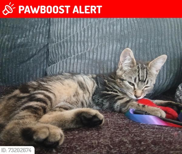 Lost Female Cat last seen St werburghs, Saint Werburgh's, England BS2 9UE