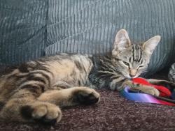 Lost Female Cat last seen St werburghs, Saint Werburgh's, England BS2 9UE