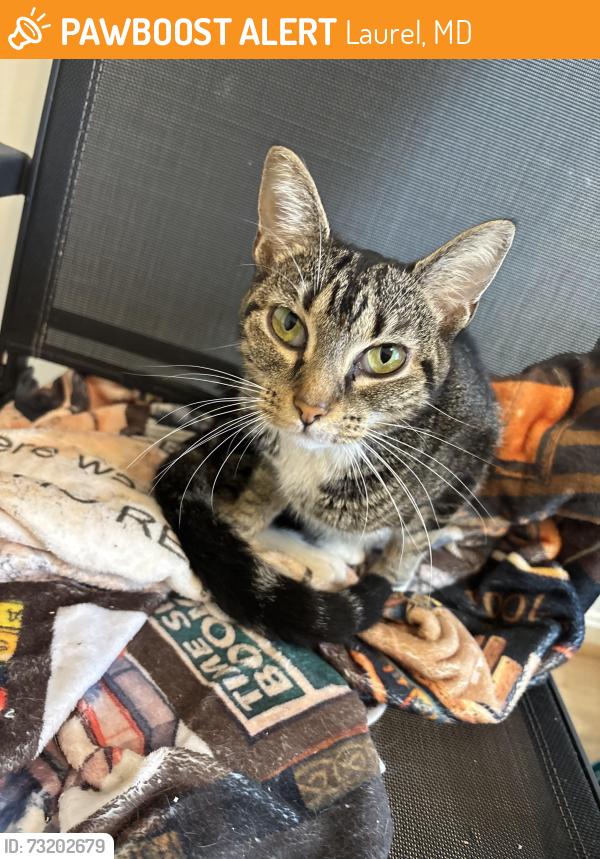 Found/Stray Female Cat last seen Bank of America, Laurel, MD 20707