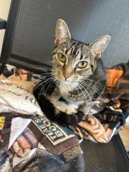 Found/Stray Female Cat last seen Bank of America, Laurel, MD 20707