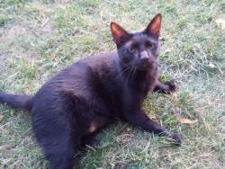 Lost Male Cat last seen Near Whitehead Rd Ext Ewing NJ, Ewing Township, NJ 08638