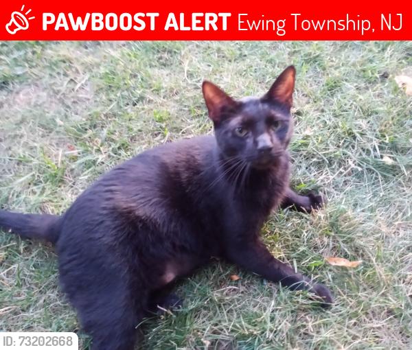Lost Male Cat last seen Near Whitehead Rd Ext Ewing NJ, Ewing Township, NJ 08638