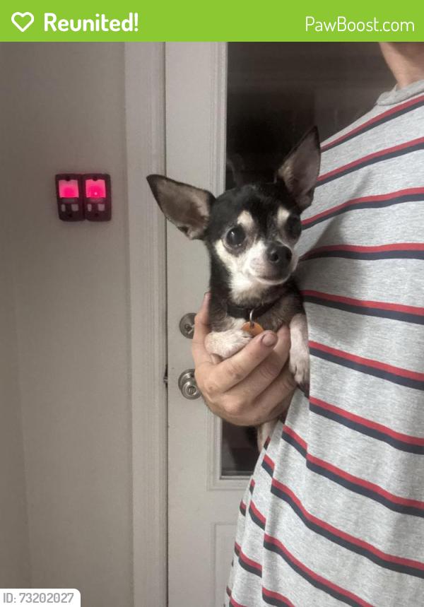 Reunited Male Dog last seen Houston Avenue and third Street, League City, TX 77573
