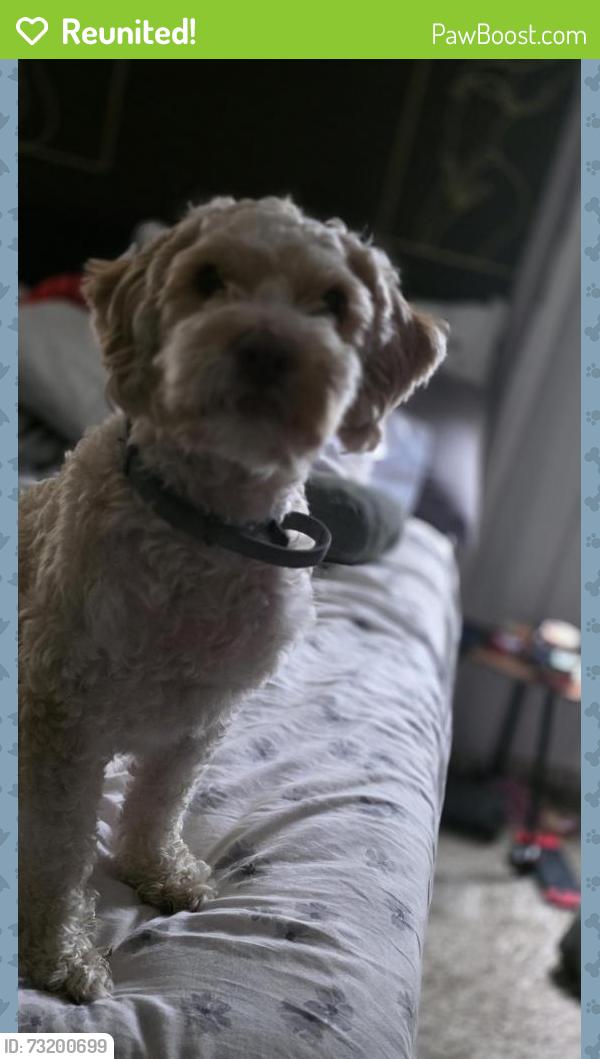 Reunited Female Dog last seen Victoria blvd and Hollywood ave, Hampton, VA 23661