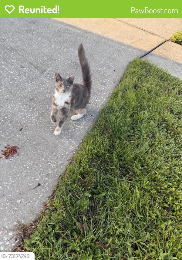 Reunited Unknown Cat last seen Exposition drive and fawn ridge, Westchase, FL 33626