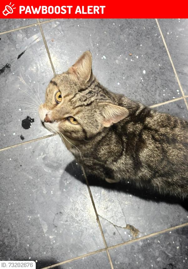 Lost Male Cat last seen Marshalswick vets, Hertfordshire, England AL4 9RB