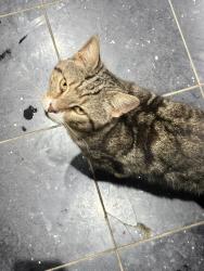 Lost Male Cat last seen Marshalswick vets, Hertfordshire, England AL4 9RB